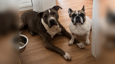 So ein Glück: Otto (l.) hat nach fünf Jahren endlich ein Zuhause gefunden. Und eine neue Freundin. (Foto: privat)