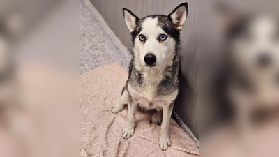 Diese hübsche Huskymixhündin wurde vom Veterinäramt München aus den Fängen der Bettelmafia befreit. (Foto: Tierschutzverein München e.V.)